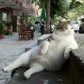 Аватара пользователя